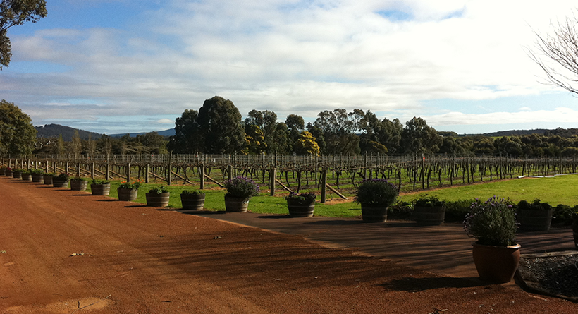 Willoughby Park vineyard